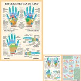 Het menselijk lichaam - anatomie posters handreflexologie (Nederlands, gelamineerd, A2 + A4) + ophangsysteem