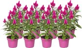 ZynesFlora - Celosia Deep Purple - 8 Stuks - Kamerplant - Ø 12 cm - Hoogte: 38-45cm - Tuinplant - Terrasplant - Hanenkam