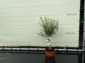 Olea Europea - Olijf in bolvorm 100 cm
