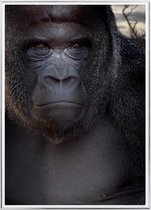 Poster Met Metaal Zilveren Lijst - Zilverrug Gorilla Poster