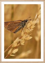 Poster Met Eiken Lijst - Lepidoptera Poster