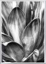 Poster Met Metaal Zilveren Lijst - Cactusbladeren Poster