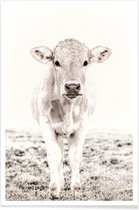 JUNIQE - Poster Blonde Cattle Maverick -40x60 /Ivoor