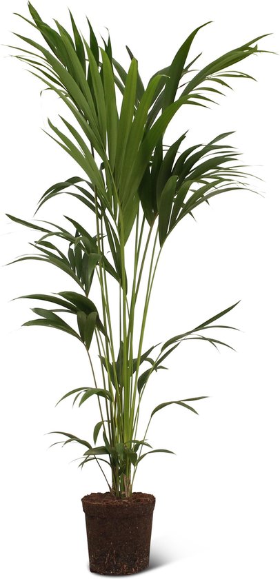 We Love Plants - Howea Forsteriana - 160 cm hoog - Grote kamerplant