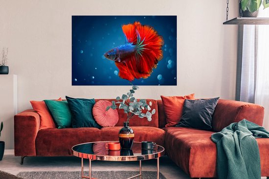 Poisson coloré nage calmement autour du papier affiche 120x80 cm - Tirage photo sur affiche (décoration murale salon / chambre) / Affiche Accents de couleur