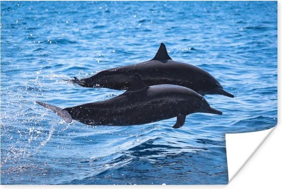 Affiche Dauphin - Mer - Animal - 30x20 cm