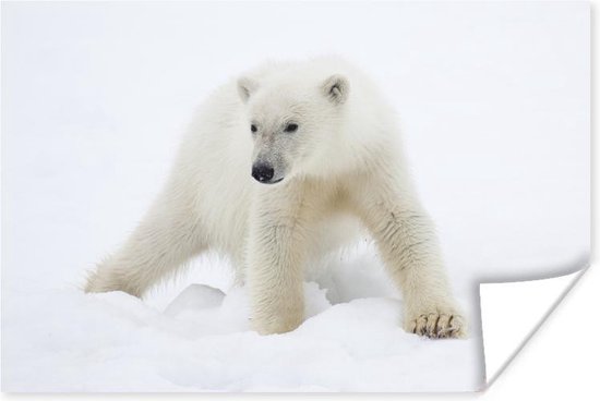 Poster Dieren - IJsbeer - Sneeuw - 30x20 cm