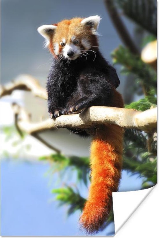 Poster Rode Panda - Zon - Tak