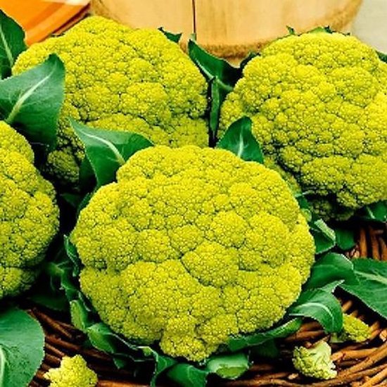 Bloemkool zaden - Verde de Macerata