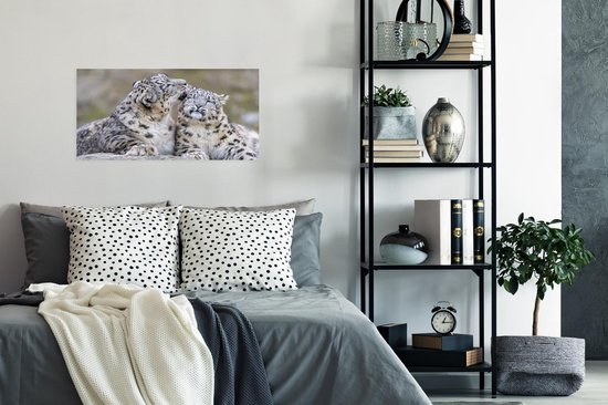 Snow leopard lécher son enfant poster papier 60x40 cm - Tirage photo sur Poster (décoration murale salon / chambre) / Poster Animaux sauvages