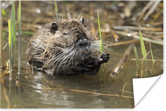 Poster Een bever in Camargue - 30x20 cm