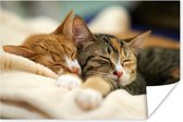 Twee slapende katten 30x20 cm - klein - Foto print op Poster (wanddecoratie woonkamer / slaapkamer)