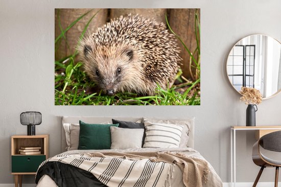 Poster Hérisson devant fond bois papier 180x120 cm - Tirage photo sur Poster (décoration murale salon / chambre) / Poster Animaux sauvages XXL / Groot format!
