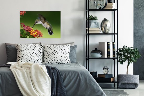 Colibri femelle se nourrit d'une fleur de Lantana Poster 90x60 cm - Tirage photo sur Poster (décoration murale salon / chambre)