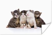 Vier kittens voor witte achtergrond poster papier 60x40 cm - Foto print op Poster (wanddecoratie woonkamer / slaapkamer) / Wilde dieren Poster