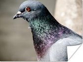 Affiche Un gros plan d'un pigeon impressionnant - 120x90 cm