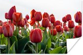 Poster Een gebied met rode tulpen in Nederland - 180x120 cm XXL