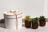 A Planted Gift | Luxe cadeau 3 bloempotten met succulenten | Cadeau voor haar | Cadeau voor vrouw |
