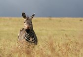 Tuinposter - Dieren - Wildlife / Zebra in beige / wit / zwart  - 80 x 120 cm.