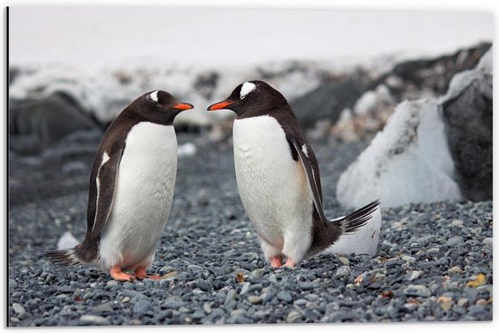 Dibond - Twee Pinguïns met Oranje Snavels - 60x40cm Foto op Aluminium (Met Ophangsysteem)