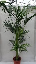 Howea forsteriana - totaal hoogte 160-180 cm - pot Ø 24 cm - Palmen  - MyPalmShop