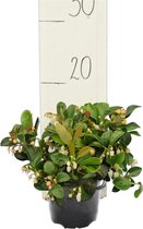 Vaccinium vitis-idea Koralle pot Ø 11 cm - Planten  - MyPalmShop