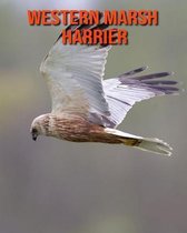 Western Marsh Harrier