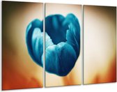 GroepArt - Schilderij -  Tulp - Blauw, Oranje, Bruin - 120x80cm 3Luik - 6000+ Schilderijen 0p Canvas Art Collectie