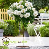 Plant in a Box - Rosa Palace 'Kailani' - Witte stamroos voor binnen,tuin,terras of balkon - Pot 19cm - Hoogte 80-100cm