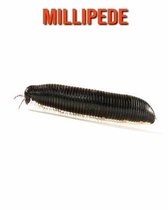 Millipede