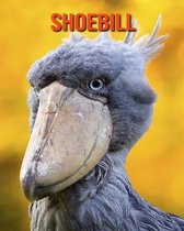 Shoebill