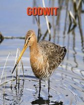 Godwit