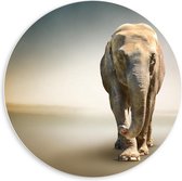 Forex Wandcirkel - Sjokkende Olifant - 60x60cm Foto op Wandcirkel (met ophangsysteem)