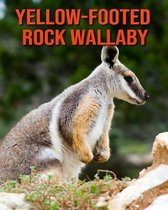 Yellow-Footed Rock Wallaby