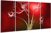 Peinture sur verre tulipe | rouge blanc | 160x80cm 4 Liège | Tirage photo sur verre | F005588