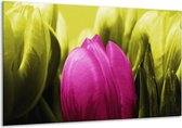 Glasschilderij Tulp - Roze, Groen - 120x70cm 1Luik - Foto Op Glas - Geen Acrylglas Schilderij - GroepArt 6000+ Glasschilderijen Art Collectie - Wanddecoratie - Woonkamer - Slaapkamer