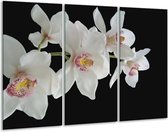 Glasschilderij Orchidee - Wit, Zwart, Geel - 120x80cm 3Luik - Foto Op Glas - Geen Acrylglas Schilderij - GroepArt 6000+ Glas Art Collectie - Maatwerk Mogelijk