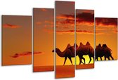 Glasschilderij Kameel - Oranje, Bruin, Geel - 170x100cm 5Luik - Foto Op Glas - Geen Acrylglas Schilderij - 6000+ Glasschilderijen Collectie - Wanddecoratie