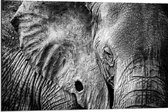 Dibond - Close up van Zwart/Witte Olifant - 90x60cm Foto op Aluminium (Met Ophangsysteem)