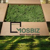 MosBiz Rendiermos Midden groen 2 laags (2,6 kilo) voor decoraties, schilderijen en mos wanden