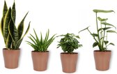4 Kamerplanten - Aloe Vera, Monstera, Sansevieria & Koffieplant - met koperkleurige pot geleverd