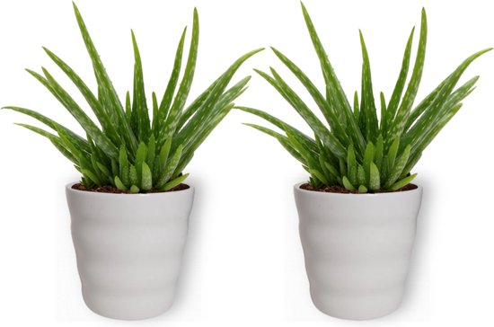 2x Aloe Vera Kamerplant - ± 30cm hoog - In wit bloempot