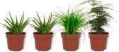 Set van 4 Kamerplanten - 2x Aloë Vera & 1x Asparagus Plumosus & 1x Cyperus Zumula - ± 25cm hoog - 12cm diameter