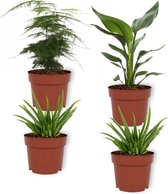 Set van 4 Kamerplanten - 2x Aloë Vera & 1x Asparagus Plumosus & 1x Strelitzia Reginae - ± 25cm hoog - 12cm diameter