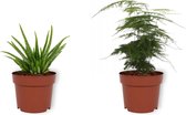 Set van 2 Kamerplanten - Aloë Vera & Asparagus Plumosus - ±  25cm hoog - 12cm diameter