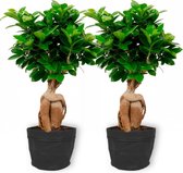 2x Kamerplant Ficus Ginseng - Bonsai - ± 30cm hoog - 12cm diameter - in zwarte sierzak