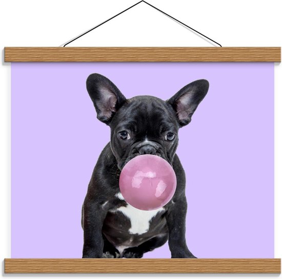 Schoolplaat – Kauwgom Blazende Frenchie Hond - 40x30cm Foto op Textielposter (Wanddecoratie op Schoolplaat)