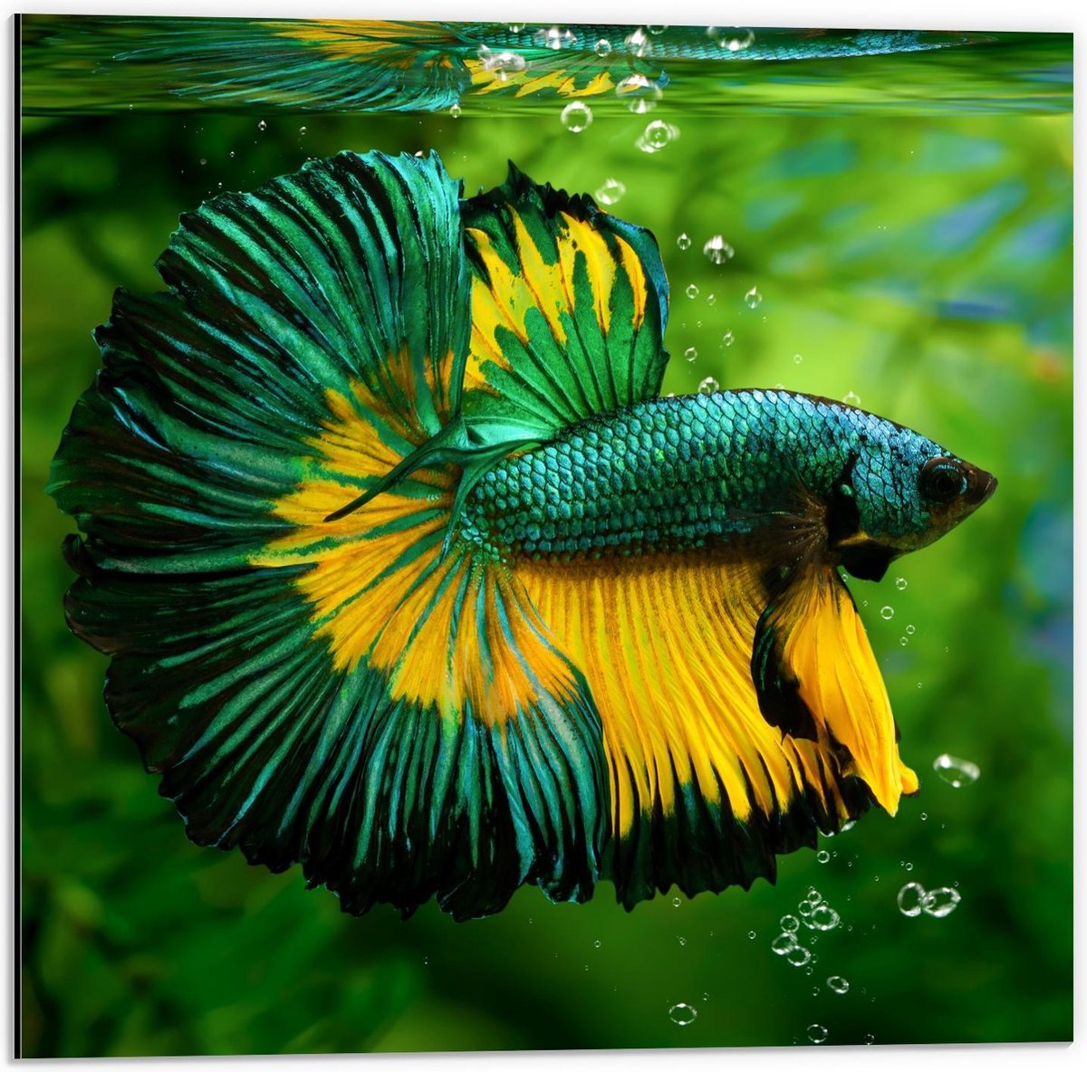 Dibond - Groen/Gele Vis in Aquarium - 50x50cm Foto op Aluminium (Wanddecoratie van metaal)