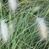 6x Pennisetum villosum - Lampepoetser - Pot 9x9 cm