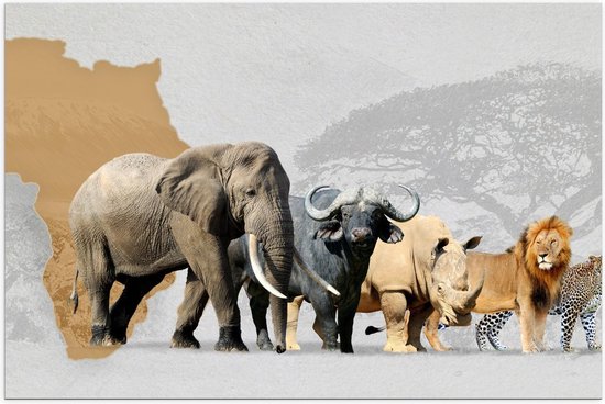 Poster – Afrikaanse Dieren - 90x60cm Foto op Posterpapier